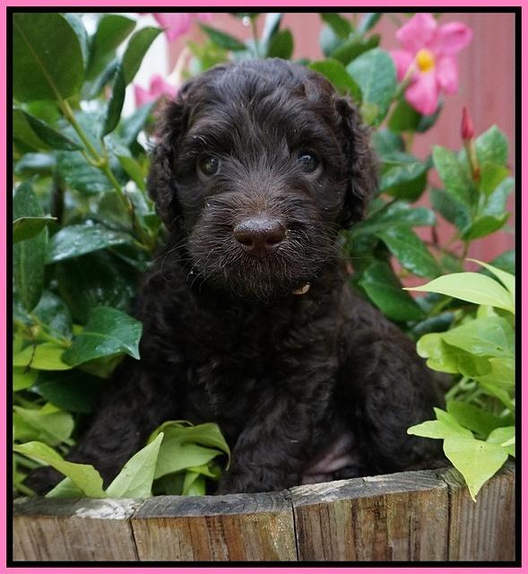 Paris Usher pups 5 wks old 161