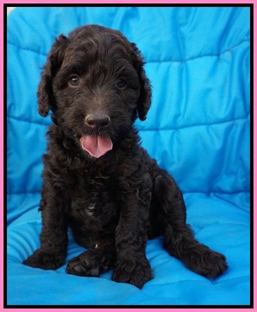 Paris Usher pups 6 wks old 91