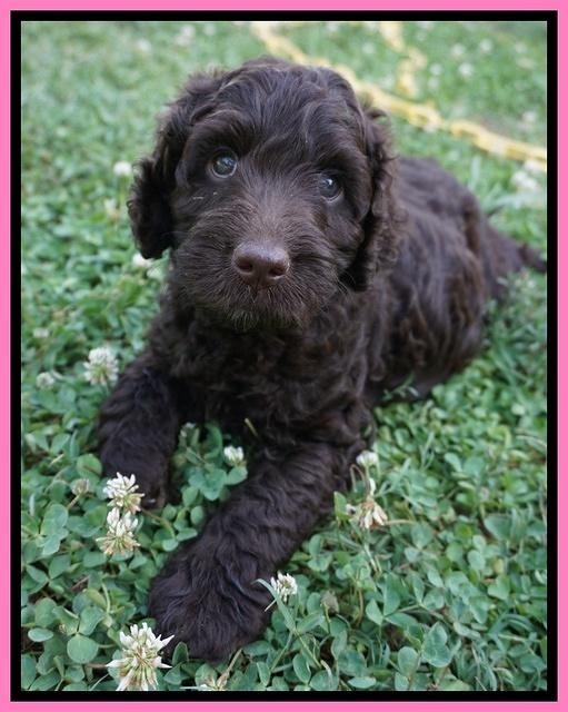 Paris Usher pups 7 wks old 221