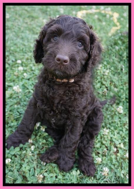Paris Usher pups 7 wks old 231