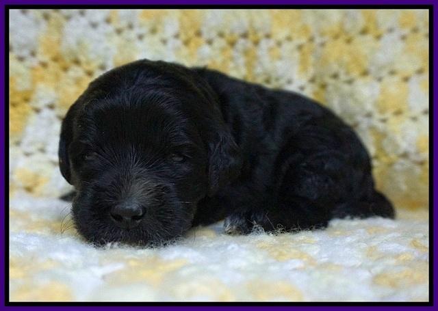 Paris Usher pups 2 wks old 121