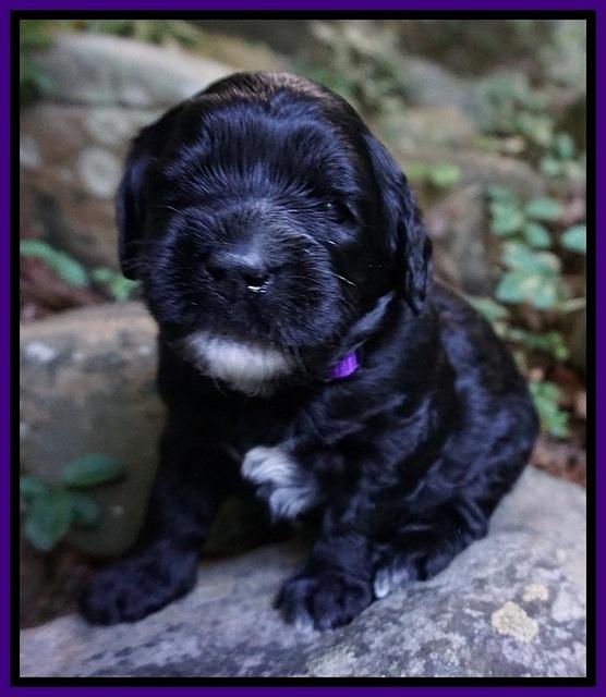 Paris Usher pups 3 wks old 191