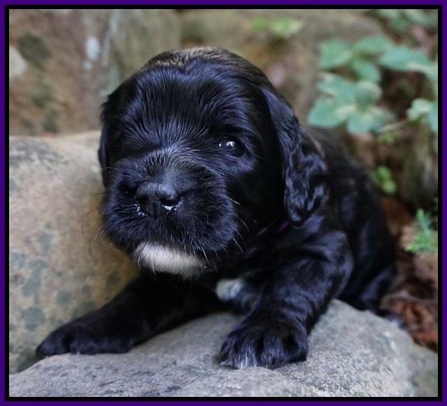 Paris Usher pups 3 wks old 201
