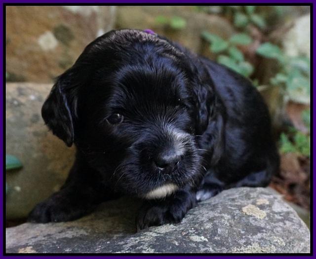 Paris Usher pups 3 wks old 211