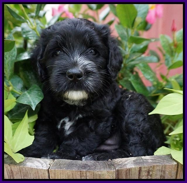 Paris Usher pups 5 wks old 201