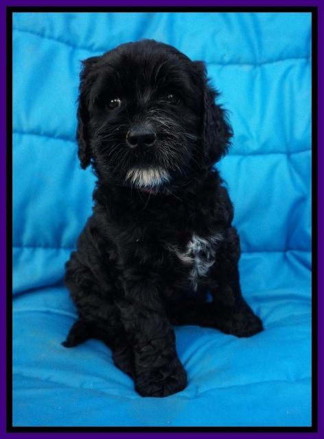 Paris Usher pups 6 wks old 121
