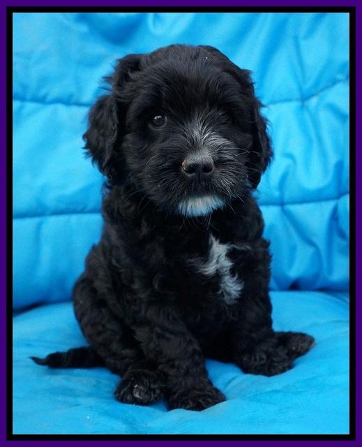 Paris Usher pups 6 wks old 22100
