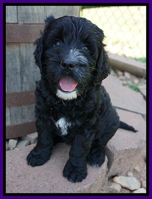 Paris Usher pups 7 wks old 271