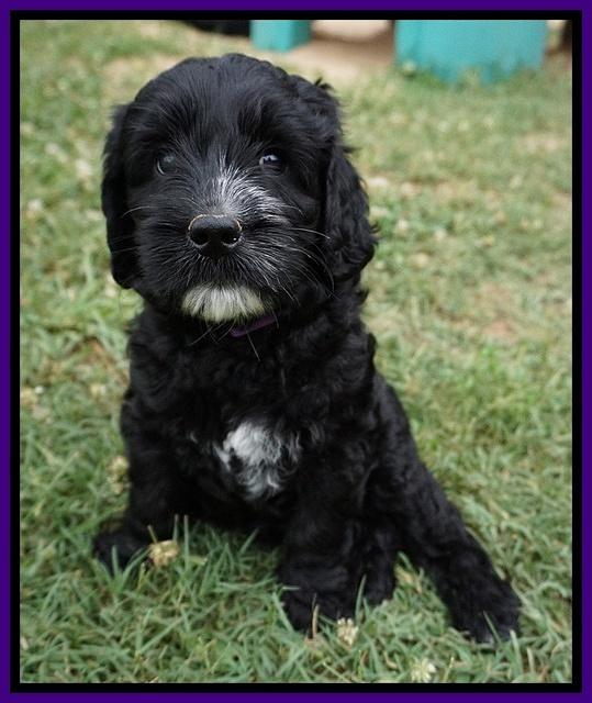 Paris Usher pups 7 wks old 291