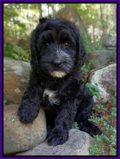 Paris Usher pups 8 wks old 11