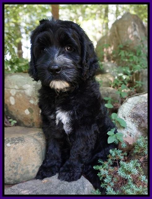 Paris Usher pups 8 wks old 31