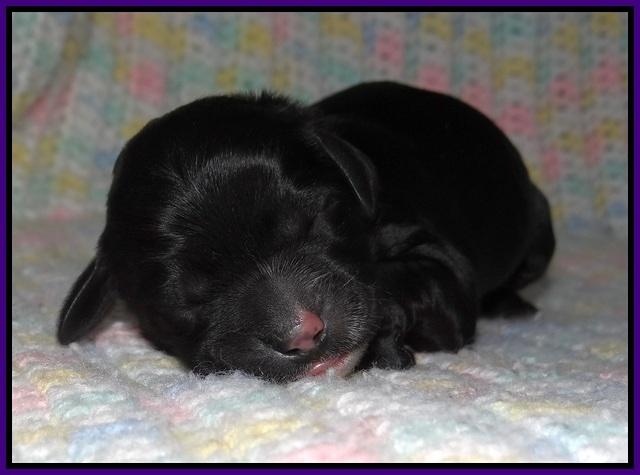 Paris Usher pups Newborn 141