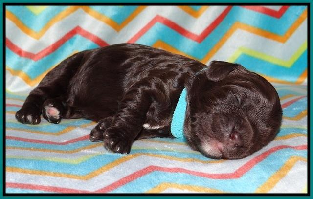 Paris Usher pups 1 wk old 18200