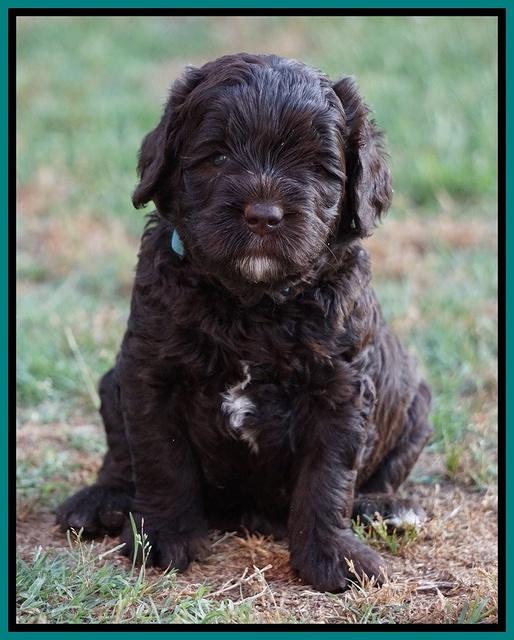 Paris Usher pups 4 wks old 251