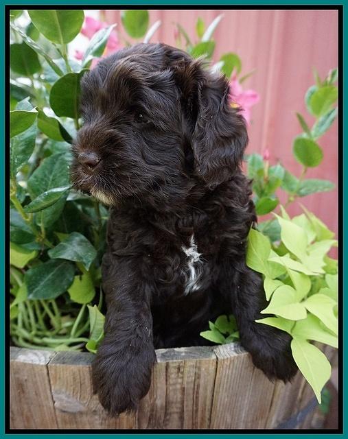 Paris Usher pups 5 wks old 241