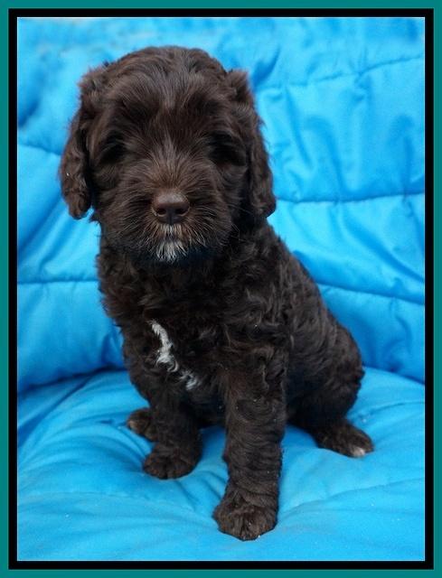 Paris Usher pups 6 wks old 26100