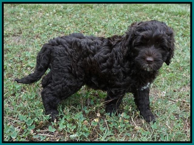 Paris Usher pups 7 wks old 321