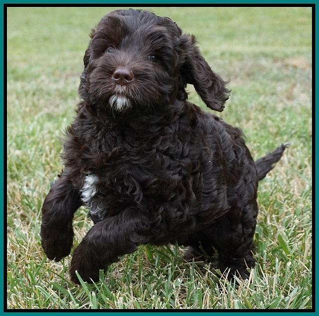 Paris Usher pups 7 wks old 331