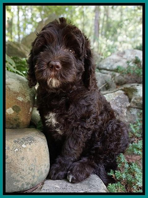 Paris Usher pups 8 wks old 41