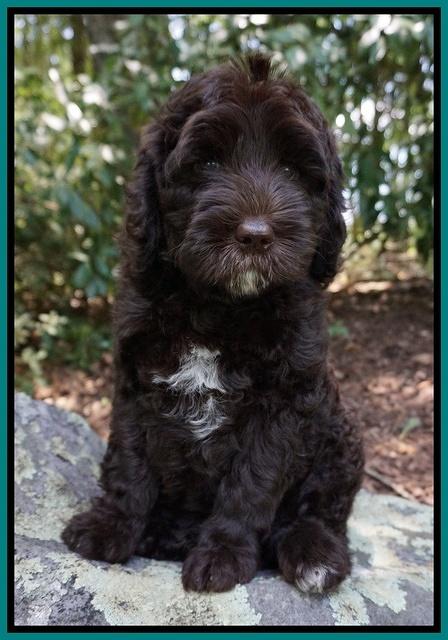 Paris Usher pups 8 wks old 81