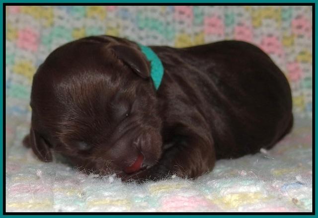 Paris Usher pups Newborn 151