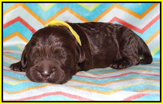 Paris Usher pups 1 wk old 21200
