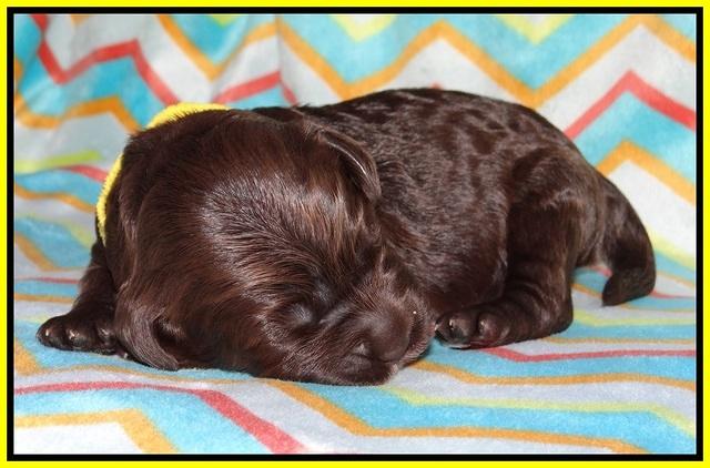 Paris Usher pups 1 wk old 22200