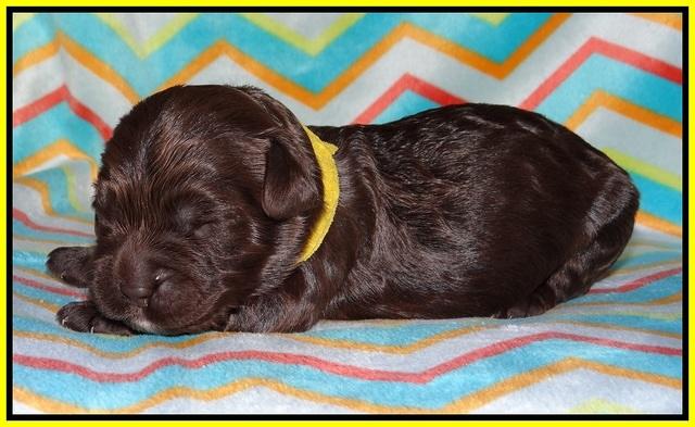 Paris Usher pups 1 wk old 23200