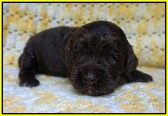 Paris Usher pups 2 wks old 161