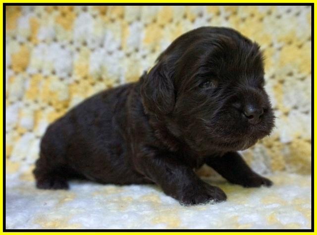 Paris Usher pups 2 wks old 171