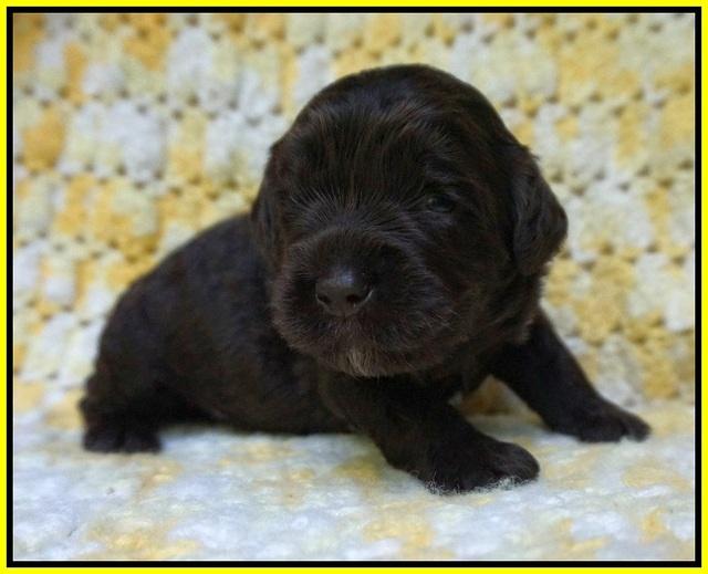 Paris Usher pups 2 wks old 181