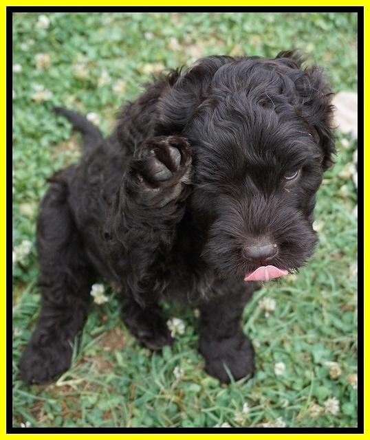 Paris Usher pups 7 wks old 341