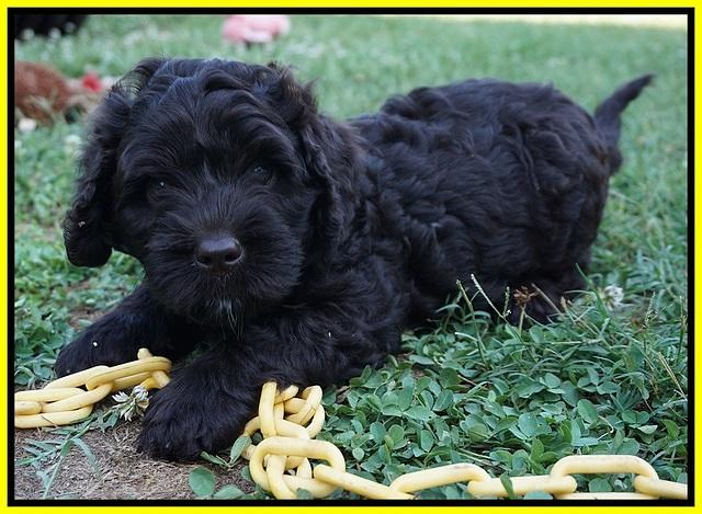 Paris Usher pups 7 wks old 371