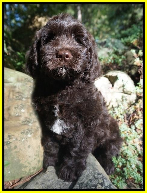 Paris Usher pups 8 wks old 10 100