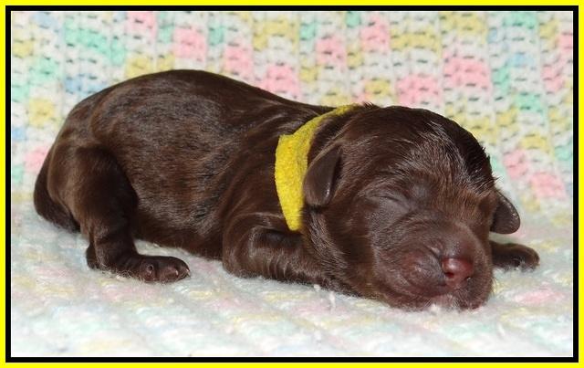 Paris Usher pups Newborn 171