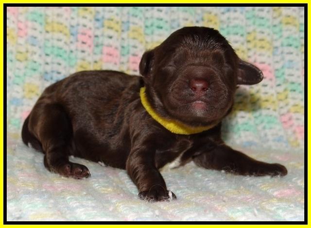 Paris Usher pups Newborn 181