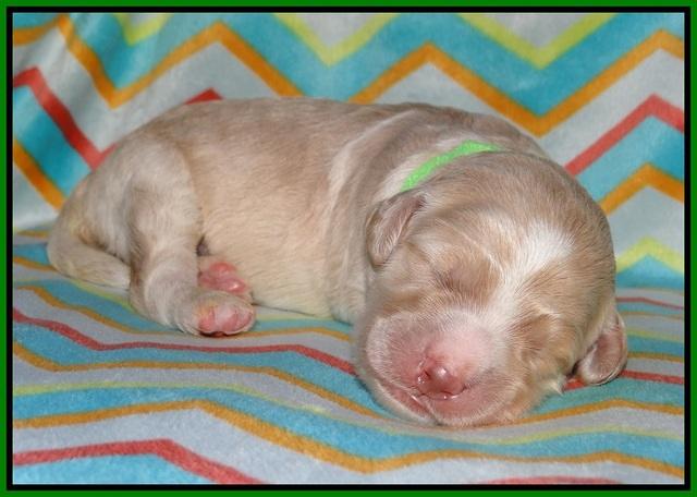 Paris Usher pups 1 wk old 26200