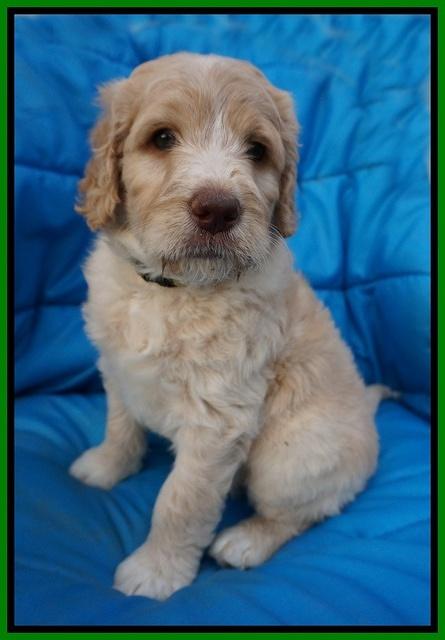 Paris Usher pups 6 wks old 21