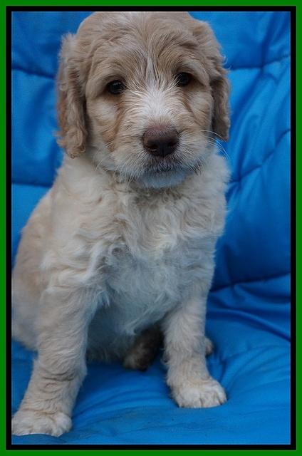 Paris Usher pups 6 wks old 32100