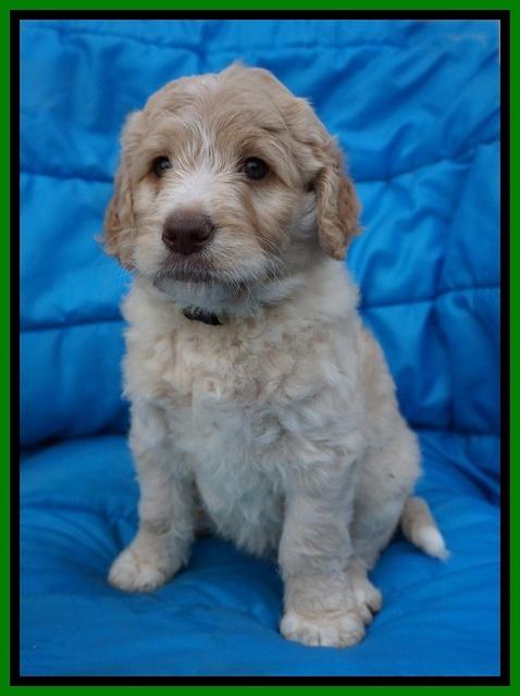 Paris Usher pups 6 wks old 35100
