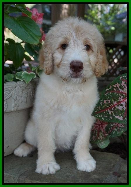 Paris Usher pups 8 wks old 3 100