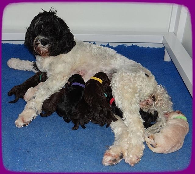 Paris Usher pups 1 wk old 31