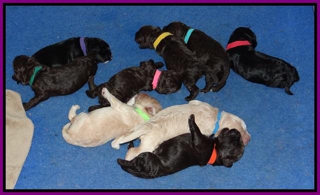 Paris Usher pups 1 wk old 41
