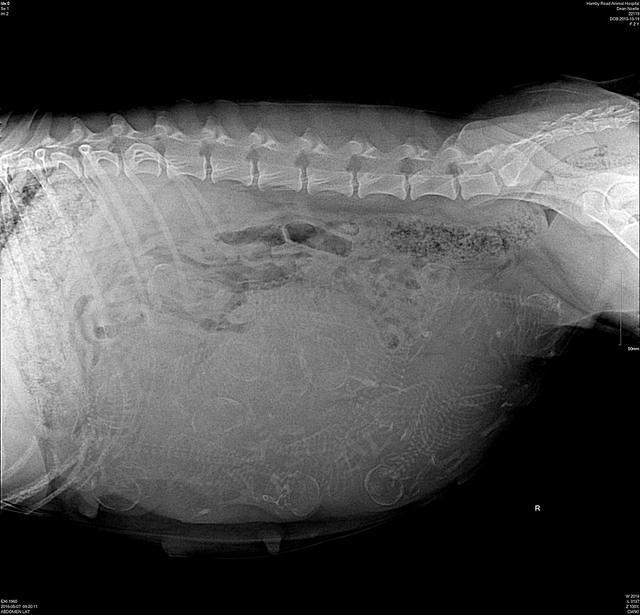 Noelle preg xray Dempsey