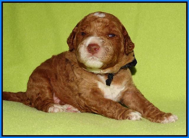 Noelle Dempsey pups 2 wks old 21