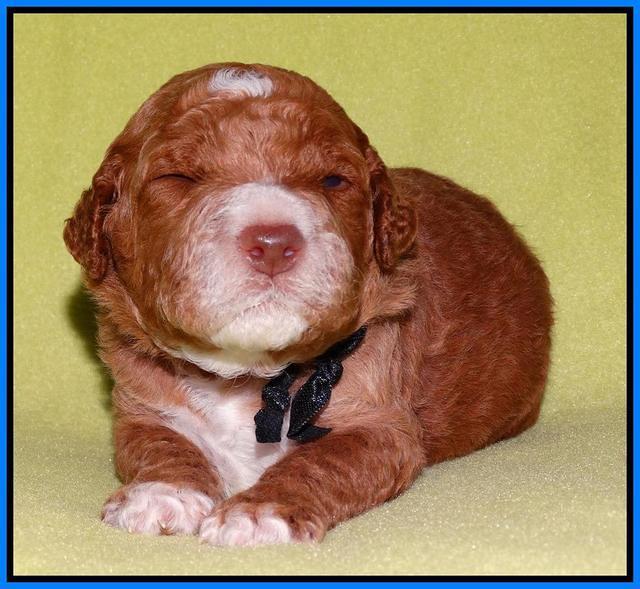 Noelle Dempsey pups 2 wks old 31