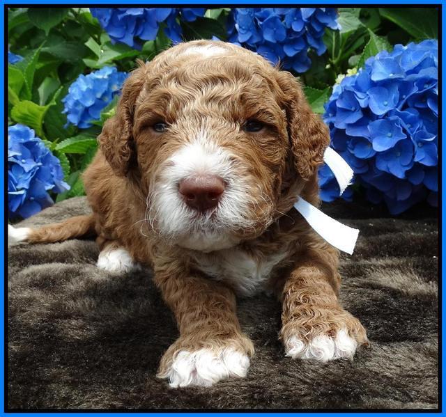 Noelle Dempsey pups 3 wks old 11