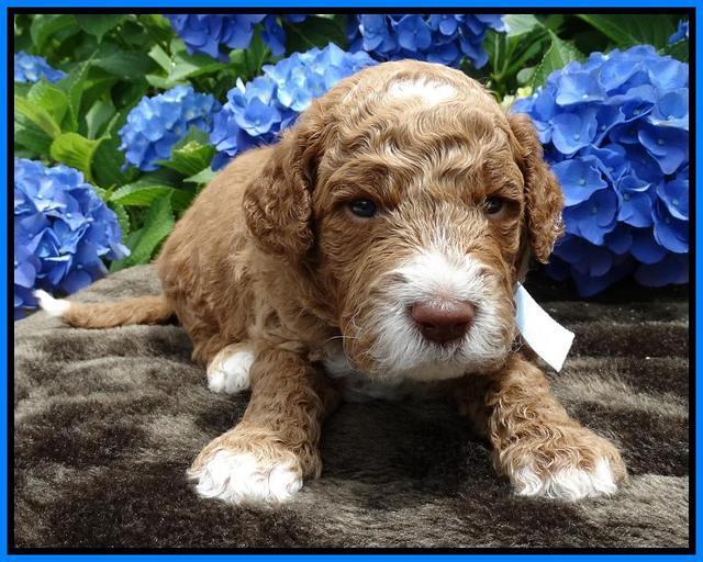 Noelle Dempsey pups 3 wks old 21