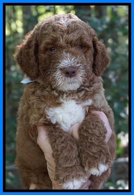 Noelle Dempsey pups 6 wks old 11