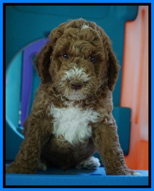 Noelle Dempsey pups 7 wks old 21